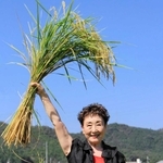 今年育った山田錦の稲束を手にする加藤さん（ベルディーホール提供）