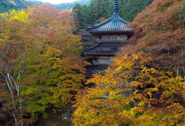 三重塔を包み込む紅葉＝１２日午前、丹波市青垣町桧倉、高源寺