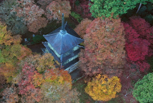 紅葉に包まれた三重塔＝１２日午前、丹波市青垣町桧倉、高源寺（小型無人機で撮影）