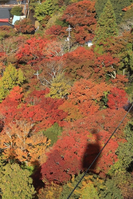 華やぐ関西の奥座敷。ゴンドラの影が錦のじゅうたんに落ちる＝神戸市北区有馬町