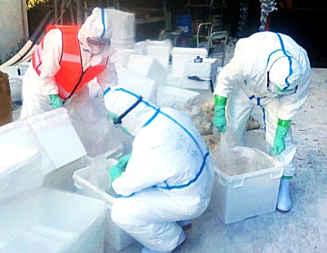 鳥インフルエンザの発生を受け、殺処分に当たる兵庫県職員ら＝１７日午前、姫路市内（県提供）