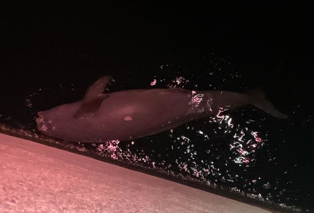 釣り人が撮影した生物の死骸。スナメリのようだったという（神戸海上保安部提供）