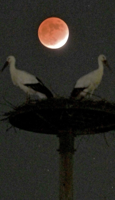 ほぼ皆既月食となった月。地上では２羽のコウノトリが暮れた田園を眺めていた＝１９日午後６時７分、豊岡市百合地（撮影・秋山亮太）