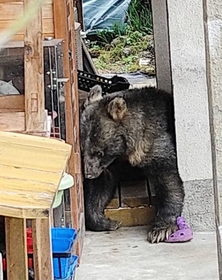 兵庫県佐用町上三河の民家で、ウッドデッキに横たわるクマ（佐用町提供）