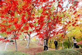 色づき始めたもみじ山を散策する人たち＝１１日午後、宍粟市山崎町元山崎