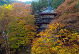 三重塔を包み込む紅葉＝１２日午前、丹波市青垣町桧倉、高源寺