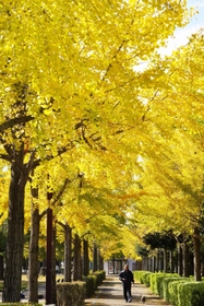 来年で見納めになるイチョウ並木＝小田南公園