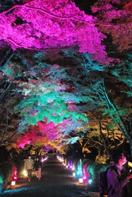 紅葉の美しさが映える参道＝西教寺