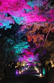 紅葉の美しさが映える参道＝西教寺