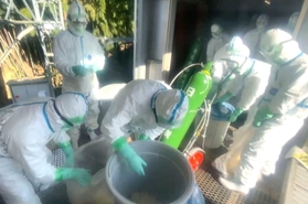 鳥インフルエンザの発生を受け、鶏の殺処分に当たる兵庫県職員ら＝１７日、姫路市内（県提供）