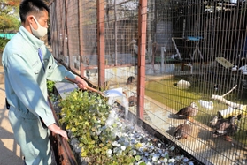 鳥舎の周りに消石灰をまく飼育員＝１８日午前、姫路市本町、同市立動物園