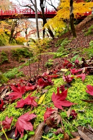 紅葉のピークが過ぎ、落ちた葉で赤く染まる境内＝２５日午後、養父市養父市場