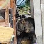 兵庫県佐用町上三河の民家で、ウッドデッキに横たわるクマ（佐用町提供）