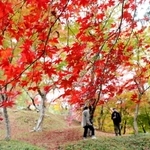 色づき始めたもみじ山を散策する人たち＝１１日午後、宍粟市山崎町元山崎