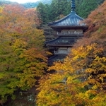 三重塔を包み込む紅葉＝１２日午前、丹波市青垣町桧倉、高源寺