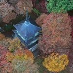 紅葉に包まれた三重塔＝１２日午前、丹波市青垣町桧倉、高源寺（小型無人機で撮影）