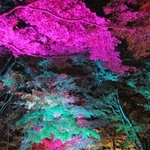 紅葉の美しさが映える参道＝西教寺