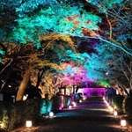 紅葉の美しさが映える参道＝西教寺