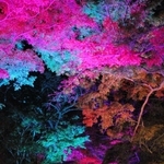 紅葉の美しさが映える参道＝西教寺