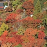 華やぐ関西の奥座敷。ゴンドラの影が錦のじゅうたんに落ちる＝神戸市北区有馬町