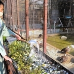 鳥舎の周りに消石灰をまく飼育員＝１８日午前、姫路市本町、同市立動物園