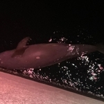釣り人が撮影した生物の死骸。スナメリのようだったという（神戸海上保安部提供）