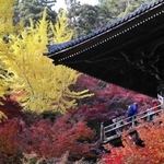 色づいた紅葉に包まれる摩尼殿からの景色を楽しむ人たち＝姫路市書写