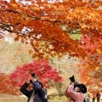 紅葉の撮影を楽しむ参加者＝神戸市立森林植物園