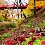紅葉のピークが過ぎ、落ちた葉で赤く染まる境内＝２５日午後、養父市養父市場