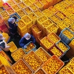 収穫、集荷の最盛期を迎え、作業場を埋め尽くしたユズを選別する女性たち＝姫路市安富町長野