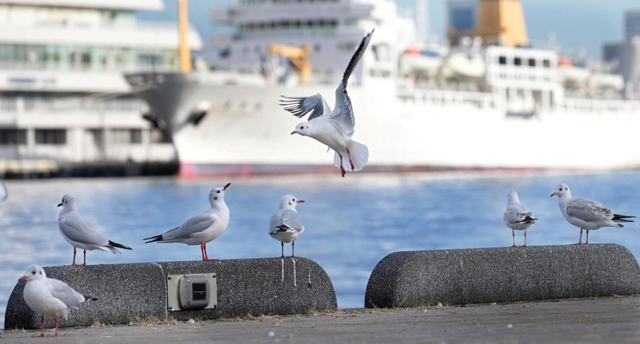 神戸港に飛来したユリカモメ。愛らしい表情が訪れる人々を癒やしている＝神戸市中央区波止場町