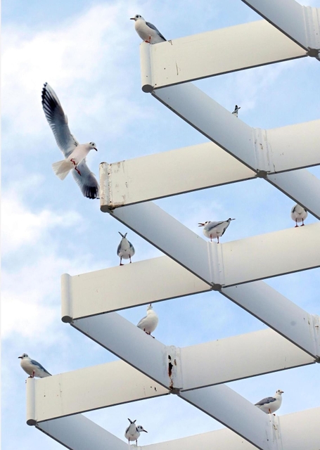 神戸港に飛来したユリカモメ＝３０日午後、神戸市中央区波止場町