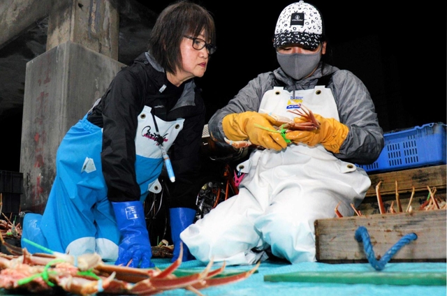 松葉ガニを１匹ずつ見極める「選り手」の黒田良江さん（左）と陽子さん＝１１月２２日未明、兵庫県香美町香住区若松、香住漁港西港
