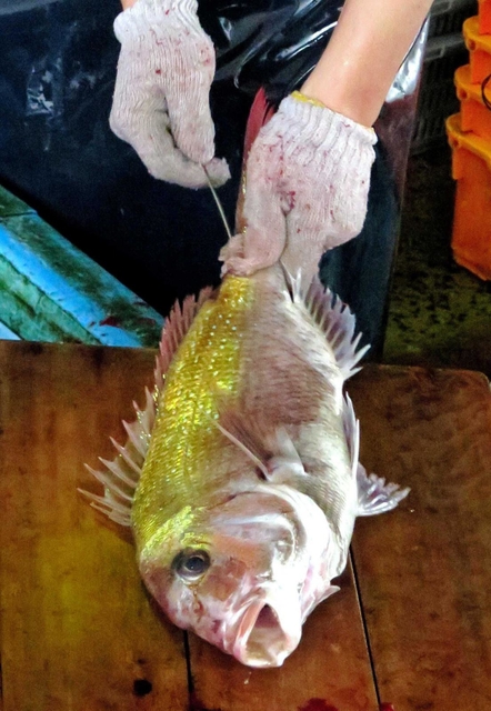 うろこの隙間から針金を通し、魚の鮮度を保つ技術「神経抜き」＝明石市岬町、明石浦漁協
