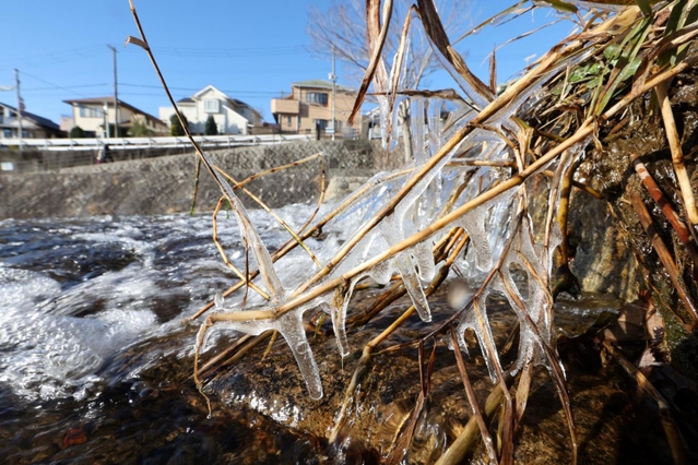 強い冷え込みで凍り付いた川沿いの草木＝２７日午前９時２分、神戸市東灘区の住吉川（撮影・長嶺麻子）