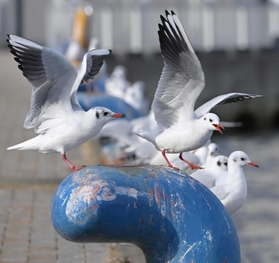 神戸港に飛来したユリカモメ。愛らしい表情が訪れる人々を癒やしている＝神戸市中央区波止場町
