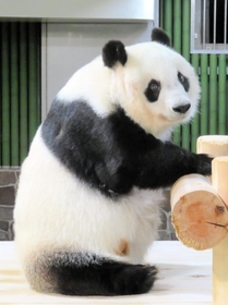 王子動物園での年越しが決まった「タンタン」。治療に専念するため、現在は観覧が中止されている＝１１月２２日、神戸市灘区王子町３（同園提供）