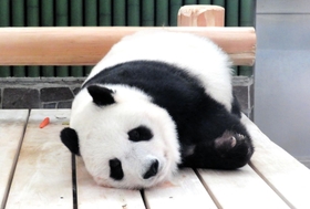 食事後に眠る王子動物園の「タンタン」＝１１月２８日、神戸市灘区王子町３（同園提供）