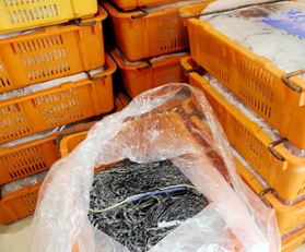 本張りが遅れ、冷凍庫に保管されたままのノリ網＝明石市内