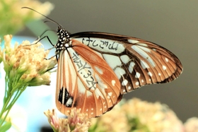 捕獲場所などとともに「テルコＹ」と羽に記されたアサギマダラ＝高砂市（高原尚典さん提供）