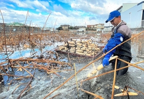 厳しい冷え込みの中、泥田の中からレンコンを掘り出す栽培農家＝姫路市大津区