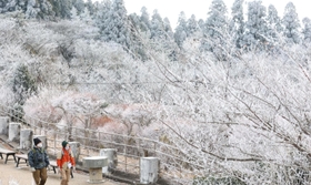 真っ白に雪化粧した六甲山上の木々＝１８日午前１０時４８分、神戸市灘区六甲山町北六甲（撮影・小林良多）