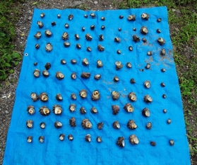 豊岡市竹野町の沿岸部で１度に押収されたサザエ（香住海上保安署提供）