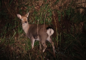 上山高原周辺に出没するシカ。近年は数が増えすぎて野生植物の食害も問題になっている＝１１月撮影、兵庫県新温泉町