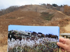 数年前まではススキが左右を囲んだという上山高原（下）。近年はシカの食害でススキの新芽が伸びず寂しい景色が広がる＝１１月撮影、兵庫県新温泉町
