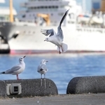 神戸港に飛来したユリカモメ。愛らしい表情が訪れる人々を癒やしている＝神戸市中央区波止場町