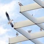 神戸港に飛来したユリカモメ＝３０日午後、神戸市中央区波止場町