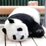 食事後に眠る王子動物園の「タンタン」＝１１月２８日、神戸市灘区王子町３（同園提供）