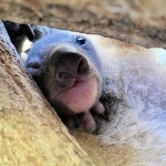 王子動物園で誕生し、母親の袋から顔をのぞかせるコアラの赤ちゃん＝神戸市灘区王子町３（同園提供）