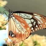 捕獲場所などとともに「テルコＹ」と羽に記されたアサギマダラ＝高砂市（高原尚典さん提供）